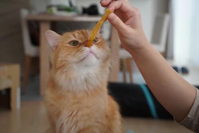 1.食べたいものだけ食べさせる, 2.排泄後に毎回お尻を拭く, 3.スキンシップを取り過ぎる, 4.防寒のために衣類を着せる