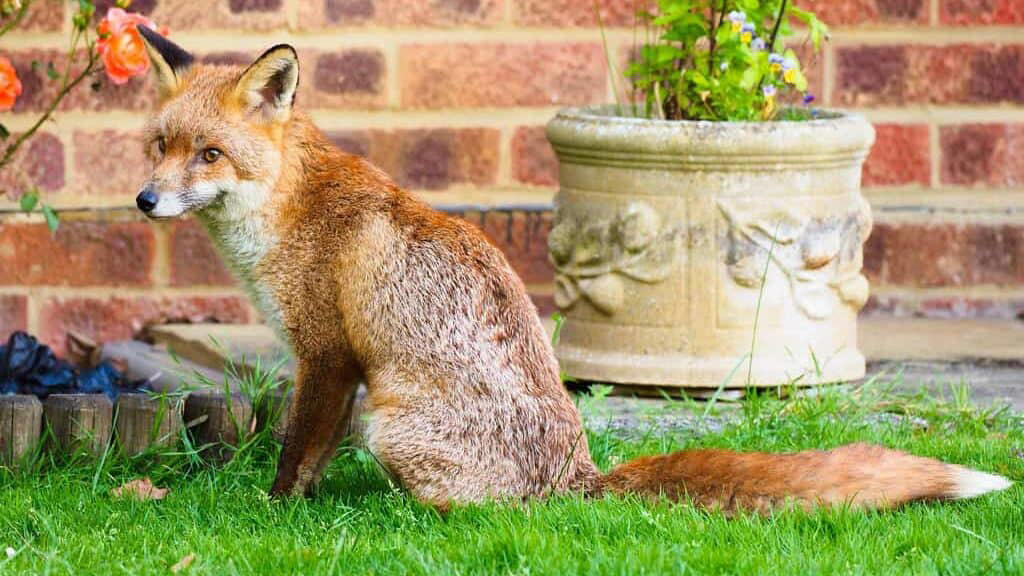 The Rise of Urban Fox Populations Alaska - The Last Frontier's Fox Paradise, Montana - Big Sky Fox Country, Wyoming - Mountain Fox Haven, Colorado - High Country Fox Territory, Utah - Desert Fox Wonderland, Nevada - Silver State Fox Sanctuary, North Dakota - Prairie Fox Capital, South Dakota - Badlands Fox Paradise, Nebraska - Cornhusker Fox Country, Texas - Lone Star Fox Territory