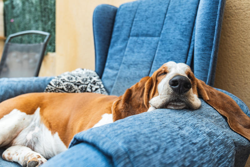 You let your dog walk you, You ignore ringworm, You skip flea medicine, You keep the food bowl full, You give them too little exercise, You don't give your pet enough attention, You don't socialize young pets, You don't set rules, You leave young children unsupervised, You let dogs eat spoiled food, You give up your cat if you fall pregnant, You adopt a pet on a whim, You take your dog for a walk on a hot day