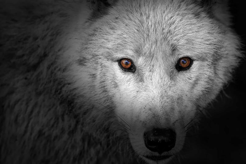 Historical context, Pagan folklore, Hunting spreads across Europe, Famous werewolves, The Werewolves of Poligny, The Werewolf of Chalons, Thiess of Kaltenbrun, The Werewolf of Caud, The Wolf of Ansbach, The Werewolf of Allariz, Hans the Werewolf, Jean Grenier, Swiatek the Beggar, The Werewolf of Pavia, The most ruthless judge, Clinical lycanthropy