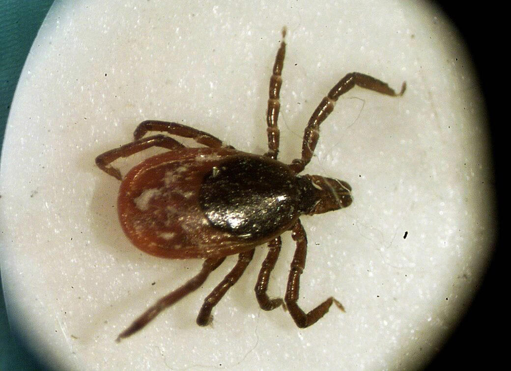 SFTSとはどんな病気か, ダニだけでなく動物からも感染, イヌにも注意が必要, 虫よけ剤は「塗るタイプ」を, 温暖化でマダニの生息地が拡大