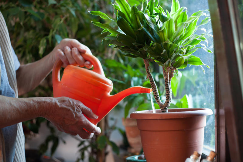 Water when necessary Appropriate lighting, Water when necessary, Choose the right spot, Beware of pests, Clean them, Maintain the planter, Bromeliads, Baby's breath, Licuala grandis