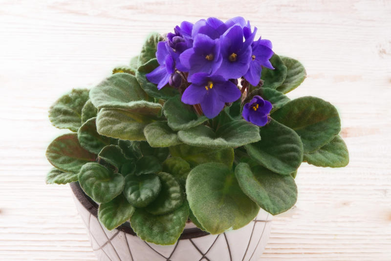 Violet Appropriate lighting, Water when necessary, Choose the right spot, Beware of pests, Clean them, Maintain the planter, Bromeliads, Baby's breath, Licuala grandis