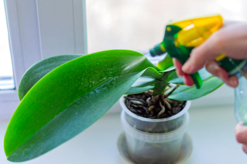 Beware of pests Appropriate lighting, Water when necessary, Choose the right spot, Beware of pests, Clean them, Maintain the planter, Bromeliads, Baby's breath, Licuala grandis