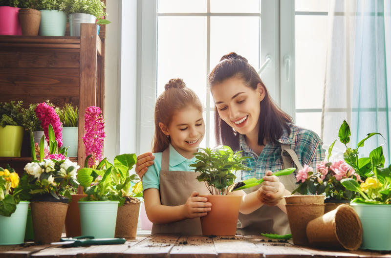 Maintain the planter Appropriate lighting, Water when necessary, Choose the right spot, Beware of pests, Clean them, Maintain the planter, Bromeliads, Baby's breath, Licuala grandis