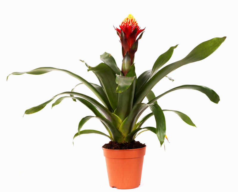 Bromeliads Appropriate lighting, Water when necessary, Choose the right spot, Beware of pests, Clean them, Maintain the planter, Bromeliads, Baby's breath, Licuala grandis