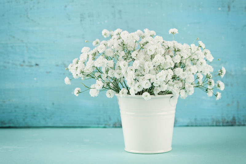 Baby's breath Appropriate lighting, Water when necessary, Choose the right spot, Beware of pests, Clean them, Maintain the planter, Bromeliads, Baby's breath, Licuala grandis