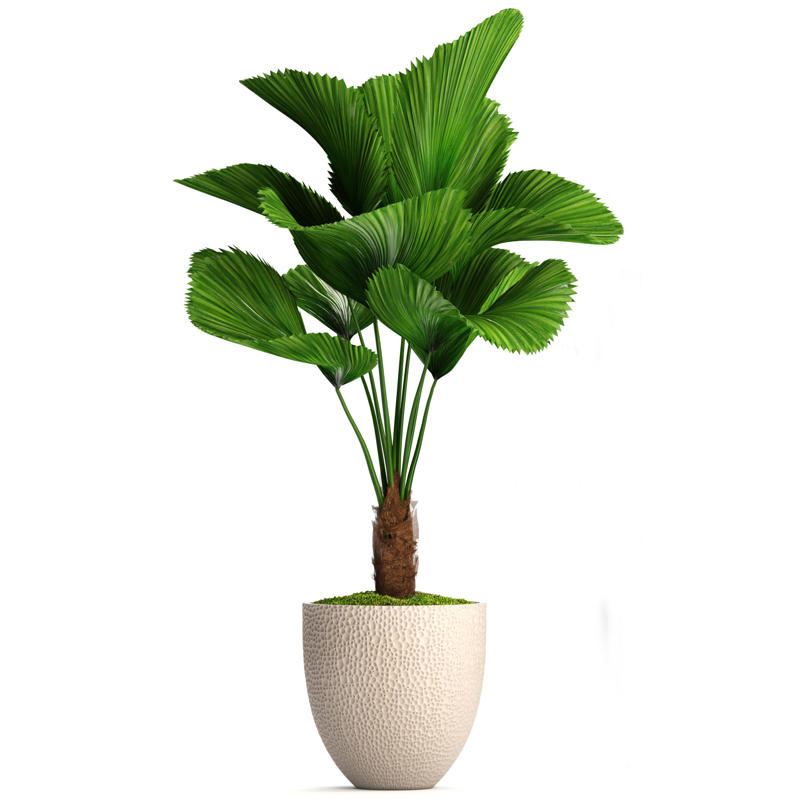 Licuala grandis Appropriate lighting, Water when necessary, Choose the right spot, Beware of pests, Clean them, Maintain the planter, Bromeliads, Baby's breath, Licuala grandis