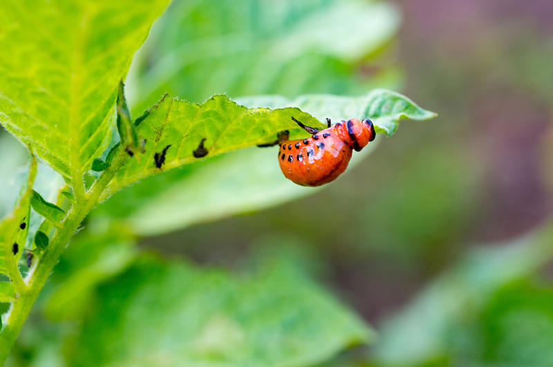Beware of pests Appropriate lighting, Water when necessary, Choose the right spot, Beware of pests, Clean them, Maintain the planter, Bromeliads, Baby's breath, Licuala grandis