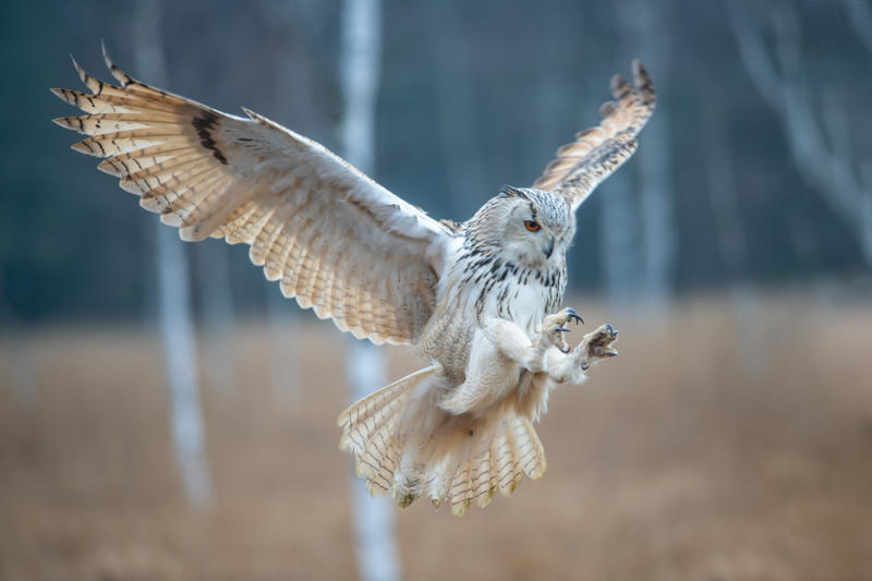 Owls A sonic boom problem, Pressure waves, Urban environments, Bird-watching meets engineering, Penguins, A quieter train, A revolutionary idea, Turning to the wild, Biomimetic design, Self-cleaning technology, Decentralized intelligence, The rise of the circular economy, Material flow, A final goal, Nature, the untapped mentor