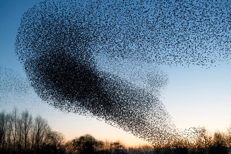 Bird-watching meets engineering A sonic boom problem, Pressure waves, Urban environments, Bird-watching meets engineering, Penguins, A quieter train, A revolutionary idea, Turning to the wild, Biomimetic design, Self-cleaning technology, Decentralized intelligence, The rise of the circular economy, Material flow, A final goal, Nature, the untapped mentor