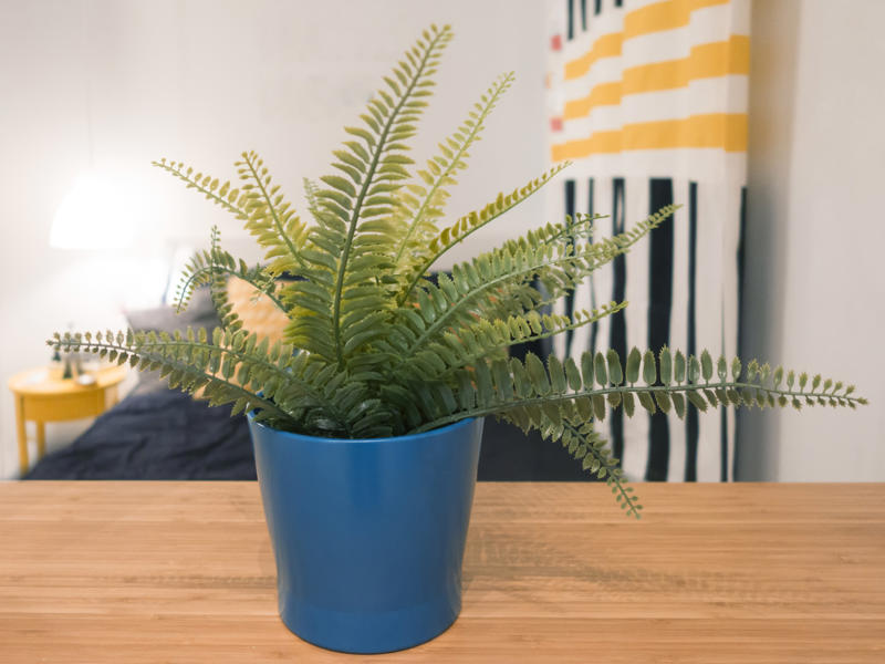 Ferns Appropriate lighting, Water when necessary, Choose the right spot, Beware of pests, Clean them, Maintain the planter, Bromeliads, Baby's breath, Licuala grandis