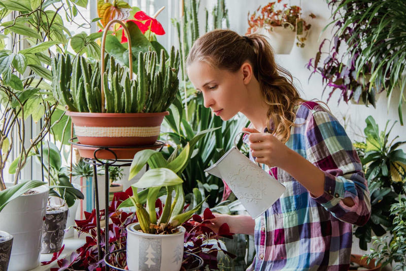How to care for your indoor plants Appropriate lighting, Water when necessary, Choose the right spot, Beware of pests, Clean them, Maintain the planter, Bromeliads, Baby's breath, Licuala grandis