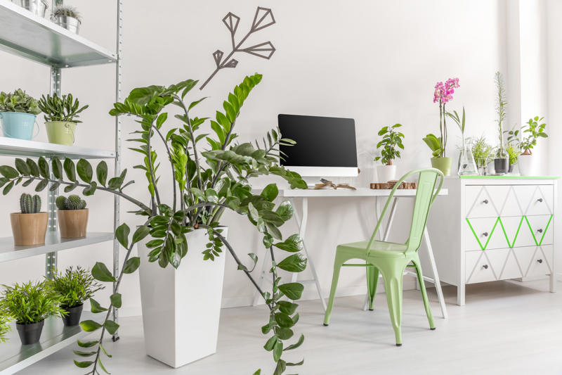 Choose the right spot Appropriate lighting, Water when necessary, Choose the right spot, Beware of pests, Clean them, Maintain the planter, Bromeliads, Baby's breath, Licuala grandis