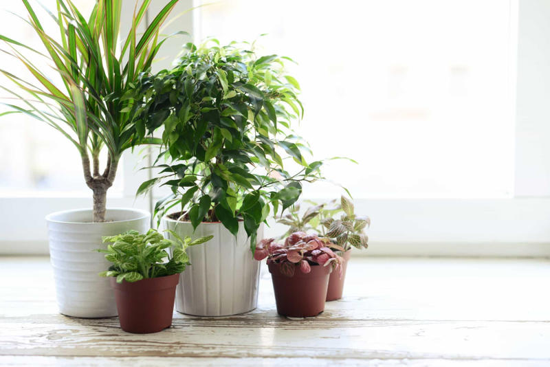 Appropriate lighting Appropriate lighting, Water when necessary, Choose the right spot, Beware of pests, Clean them, Maintain the planter, Bromeliads, Baby's breath, Licuala grandis