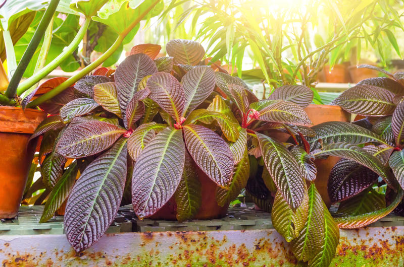 Croton Appropriate lighting, Water when necessary, Choose the right spot, Beware of pests, Clean them, Maintain the planter, Bromeliads, Baby's breath, Licuala grandis