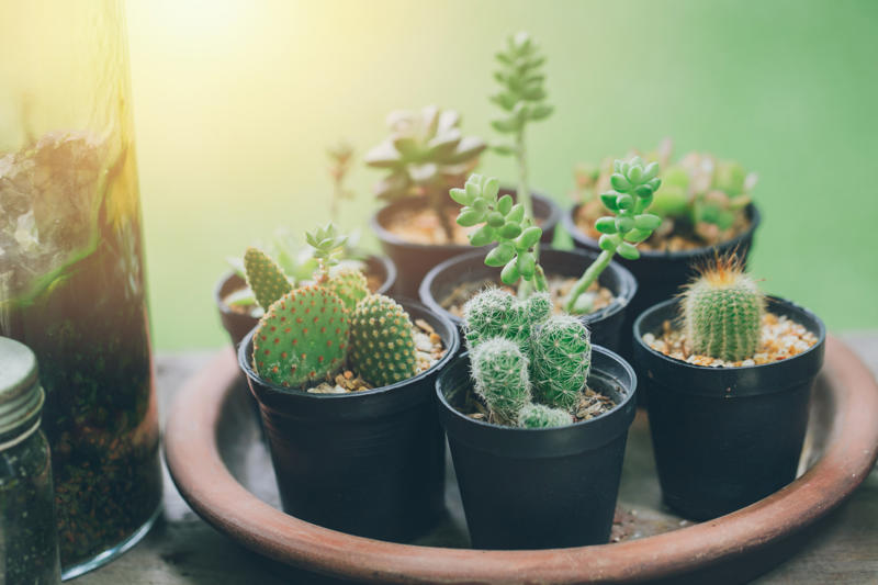Cactus Appropriate lighting, Water when necessary, Choose the right spot, Beware of pests, Clean them, Maintain the planter, Bromeliads, Baby's breath, Licuala grandis