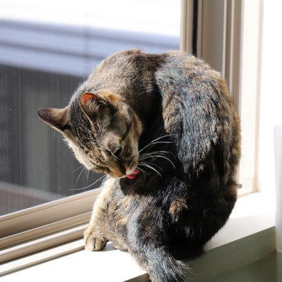「ひなたぼっこ」が猫にもたらす5つのメリット, 2.リラックス効果・ストレス軽減, 3.ビタミンDの生成, 4.毛づくろいの促進, 5.睡眠の質の向上, 「ひなたぼっこ」が逆効果にならないための注意点