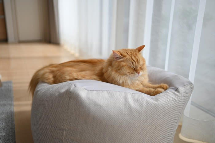 「ひなたぼっこ」が猫にもたらす5つのメリット, 2.リラックス効果・ストレス軽減, 3.ビタミンDの生成, 4.毛づくろいの促進, 5.睡眠の質の向上, 「ひなたぼっこ」が逆効果にならないための注意点