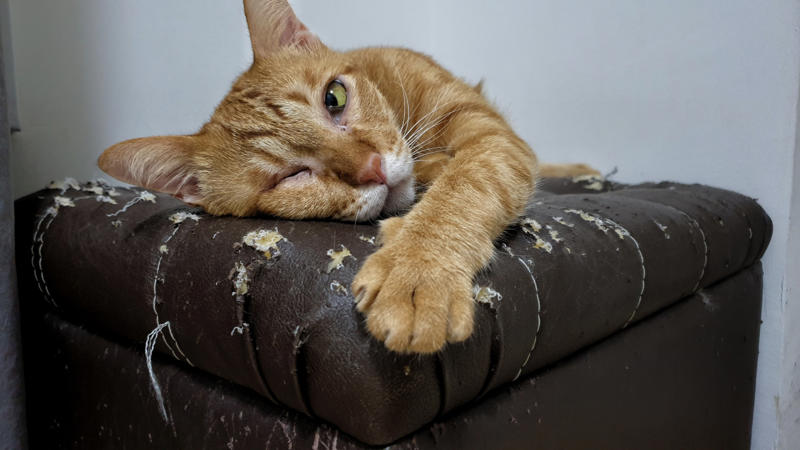 You let your dog walk you, You ignore ringworm, You skip flea medicine, You keep the food bowl full, You give them too little exercise, You don't give your pet enough attention, You don't socialize young pets, You don't set rules, You leave young children unsupervised, You let dogs eat spoiled food, You give up your cat if you fall pregnant, You adopt a pet on a whim, You take your dog for a walk on a hot day