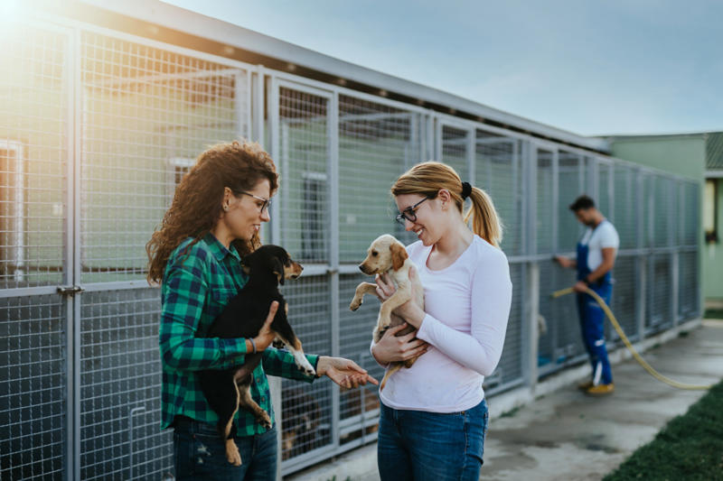 You let your dog walk you, You ignore ringworm, You skip flea medicine, You keep the food bowl full, You give them too little exercise, You don't give your pet enough attention, You don't socialize young pets, You don't set rules, You leave young children unsupervised, You let dogs eat spoiled food, You give up your cat if you fall pregnant, You adopt a pet on a whim, You take your dog for a walk on a hot day