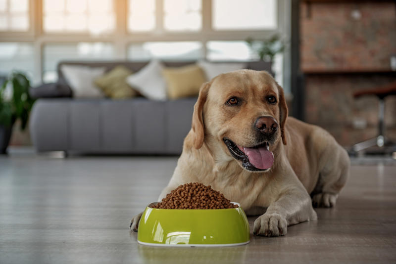 You let your dog walk you, You ignore ringworm, You skip flea medicine, You keep the food bowl full, You give them too little exercise, You don't give your pet enough attention, You don't socialize young pets, You don't set rules, You leave young children unsupervised, You let dogs eat spoiled food, You give up your cat if you fall pregnant, You adopt a pet on a whim, You take your dog for a walk on a hot day