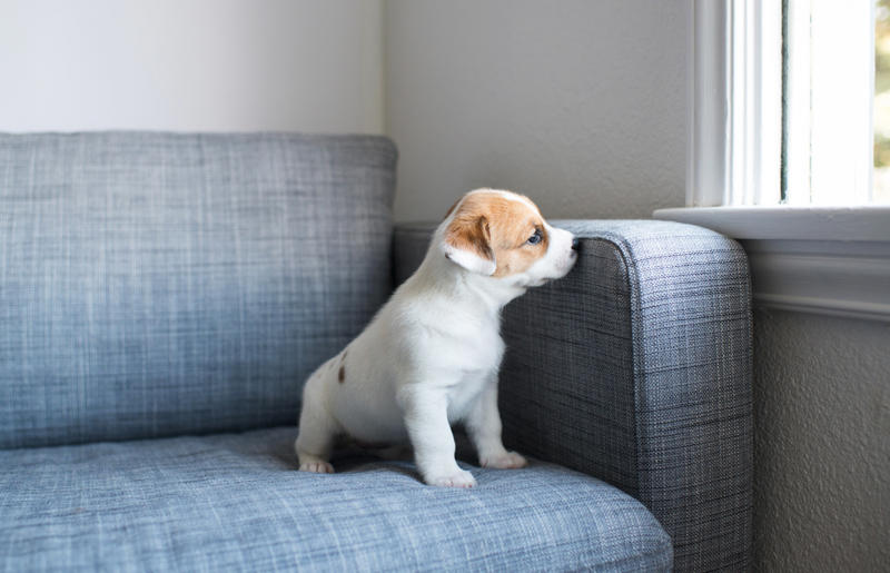 You let your dog walk you, You ignore ringworm, You skip flea medicine, You keep the food bowl full, You give them too little exercise, You don't give your pet enough attention, You don't socialize young pets, You don't set rules, You leave young children unsupervised, You let dogs eat spoiled food, You give up your cat if you fall pregnant, You adopt a pet on a whim, You take your dog for a walk on a hot day