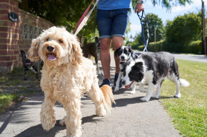 You let your dog walk you, You ignore ringworm, You skip flea medicine, You keep the food bowl full, You give them too little exercise, You don't give your pet enough attention, You don't socialize young pets, You don't set rules, You leave young children unsupervised, You let dogs eat spoiled food, You give up your cat if you fall pregnant, You adopt a pet on a whim, You take your dog for a walk on a hot day