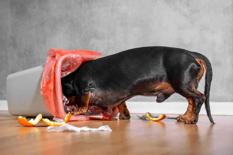 You let your dog walk you, You ignore ringworm, You skip flea medicine, You keep the food bowl full, You give them too little exercise, You don't give your pet enough attention, You don't socialize young pets, You don't set rules, You leave young children unsupervised, You let dogs eat spoiled food, You give up your cat if you fall pregnant, You adopt a pet on a whim, You take your dog for a walk on a hot day