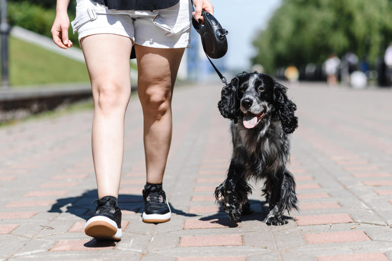 You let your dog walk you, You ignore ringworm, You skip flea medicine, You keep the food bowl full, You give them too little exercise, You don't give your pet enough attention, You don't socialize young pets, You don't set rules, You leave young children unsupervised, You let dogs eat spoiled food, You give up your cat if you fall pregnant, You adopt a pet on a whim, You take your dog for a walk on a hot day