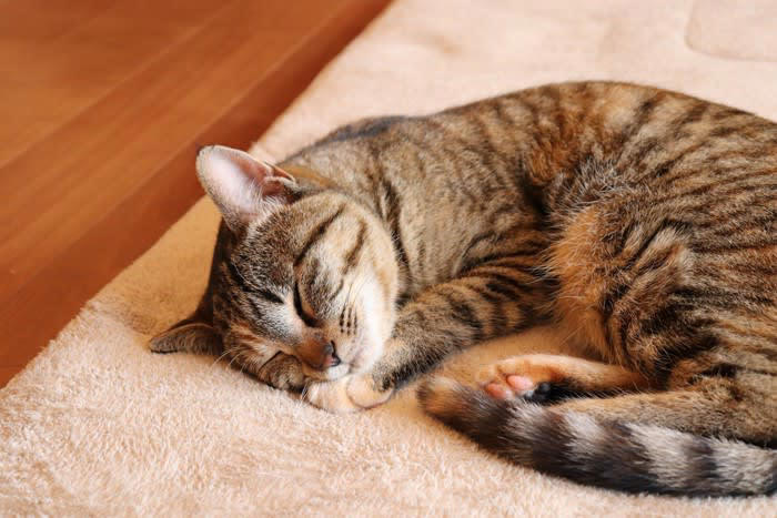 キジトラやミケ猫とは違う「麦わら猫」の特徴, キジトラとの違い, 「麦わら猫」がほとんどメスな理由, 色の遺伝のメカニズム, オスの「麦わら猫」はなぜ珍しいのか, 「麦わら猫」の性格の傾向と魅力, 一般的な性格の傾向, 「麦わら猫」と出会うためには