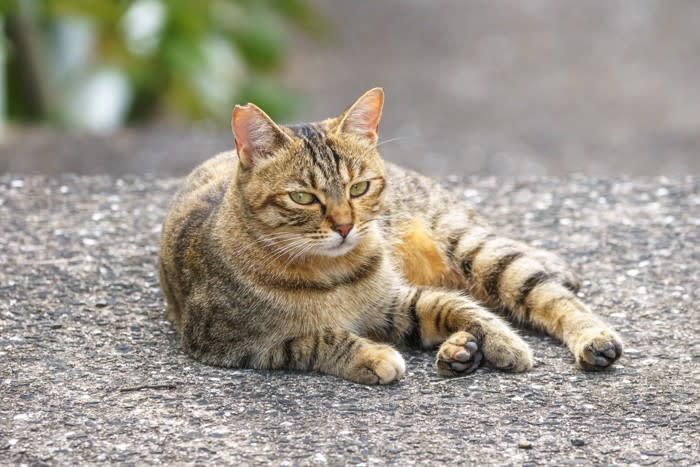 キジトラやミケ猫とは違う「麦わら猫」の特徴, キジトラとの違い, 「麦わら猫」がほとんどメスな理由, 色の遺伝のメカニズム, オスの「麦わら猫」はなぜ珍しいのか, 「麦わら猫」の性格の傾向と魅力, 一般的な性格の傾向, 「麦わら猫」と出会うためには