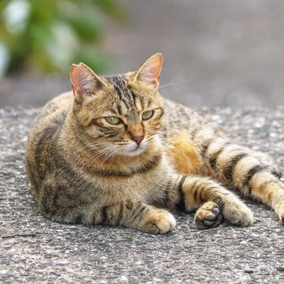 キジトラやミケ猫とは違う「麦わら猫」の特徴, キジトラとの違い, 「麦わら猫」がほとんどメスな理由, 色の遺伝のメカニズム, オスの「麦わら猫」はなぜ珍しいのか, 「麦わら猫」の性格の傾向と魅力, 一般的な性格の傾向, 「麦わら猫」と出会うためには