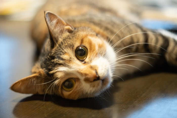 キジトラやミケ猫とは違う「麦わら猫」の特徴, キジトラとの違い, 「麦わら猫」がほとんどメスな理由, 色の遺伝のメカニズム, オスの「麦わら猫」はなぜ珍しいのか, 「麦わら猫」の性格の傾向と魅力, 一般的な性格の傾向, 「麦わら猫」と出会うためには