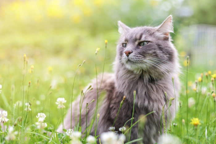 1.毛の長い猫種や皮脂の多い猫種, 2.毛玉の吐き戻しが多い猫, 3.外によく出る猫, 4.薬浴が必要な猫, 5.高齢や病気の猫