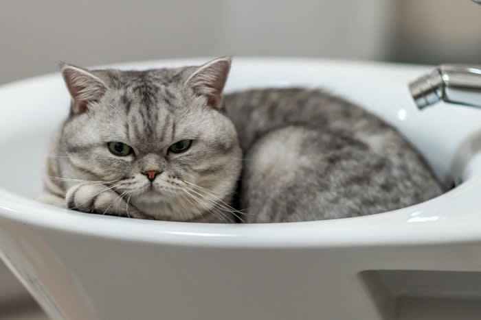 1.毛の長い猫種や皮脂の多い猫種, 2.毛玉の吐き戻しが多い猫, 3.外によく出る猫, 4.薬浴が必要な猫, 5.高齢や病気の猫