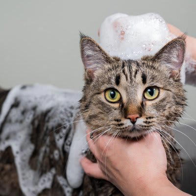 1.毛の長い猫種や皮脂の多い猫種, 2.毛玉の吐き戻しが多い猫, 3.外によく出る猫, 4.薬浴が必要な猫, 5.高齢や病気の猫