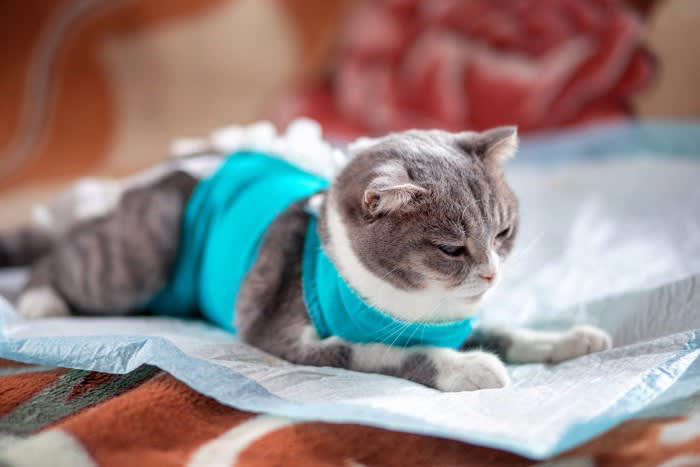 1.毛の長い猫種や皮脂の多い猫種, 2.毛玉の吐き戻しが多い猫, 3.外によく出る猫, 4.薬浴が必要な猫, 5.高齢や病気の猫