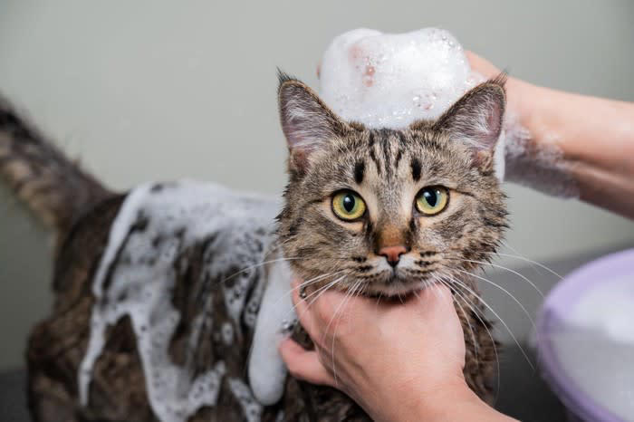1.毛の長い猫種や皮脂の多い猫種, 2.毛玉の吐き戻しが多い猫, 3.外によく出る猫, 4.薬浴が必要な猫, 5.高齢や病気の猫