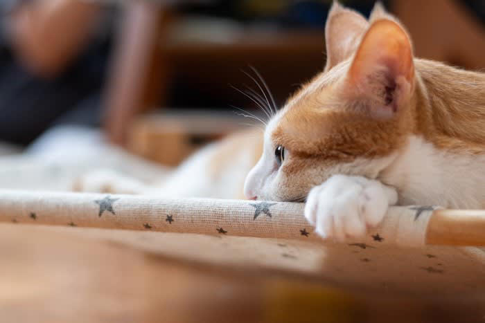 愛猫が「心を閉ざす」原因4選, 1.予期せぬアクシデントが起こった, 2.激しく叱られた・体罰を受けた, 3.環境に大きな変化があった, 4.通院・投薬によって過敏になった, 信頼を失ったとき、猫の行動にどんな変化が起きるの？