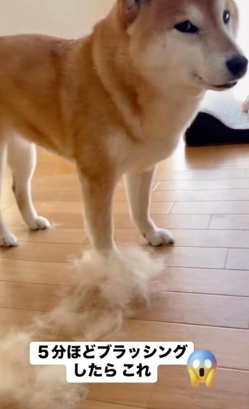ニコニコが可愛いあの柴犬も「バリバリの柴気質」, 柴犬の「クセツヨ」を愛する柴飼いさんたち, SNSで見る「可愛い柴犬」と現実は違う, ニコニコが可愛いすずちゃんは「元繁殖犬」, 無理な繁殖は絶対やめて, いつかやってくるお別れの時まで