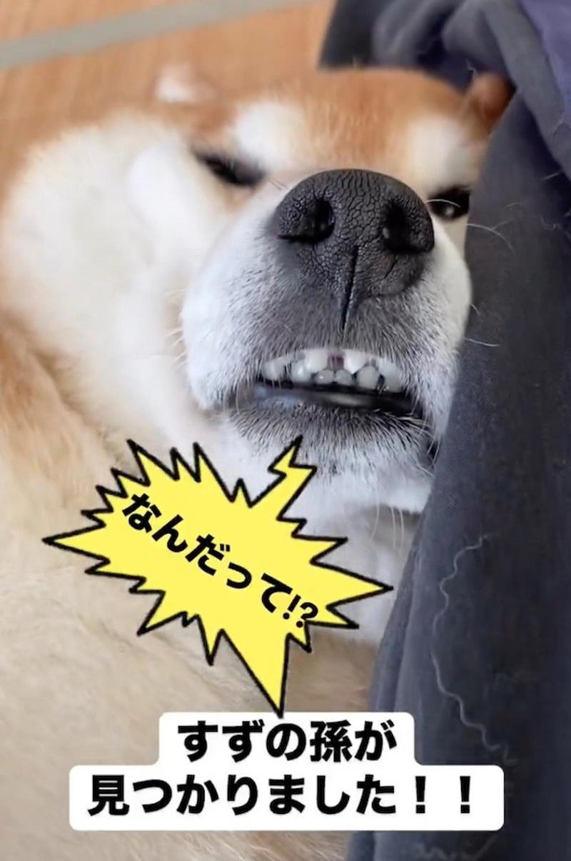 ニコニコが可愛いあの柴犬も「バリバリの柴気質」, 柴犬の「クセツヨ」を愛する柴飼いさんたち, SNSで見る「可愛い柴犬」と現実は違う, ニコニコが可愛いすずちゃんは「元繁殖犬」, 無理な繁殖は絶対やめて, いつかやってくるお別れの時まで