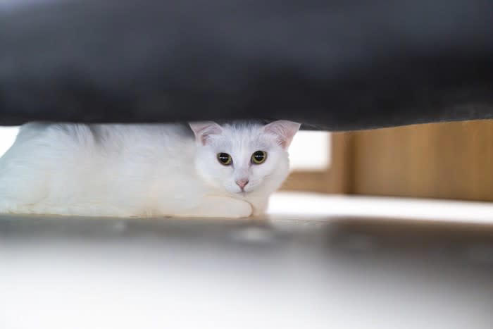 愛猫が「心を閉ざす」原因4選, 1.予期せぬアクシデントが起こった, 2.激しく叱られた・体罰を受けた, 3.環境に大きな変化があった, 4.通院・投薬によって過敏になった, 信頼を失ったとき、猫の行動にどんな変化が起きるの？