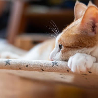 愛猫が「心を閉ざす」原因4選, 1.予期せぬアクシデントが起こった, 2.激しく叱られた・体罰を受けた, 3.環境に大きな変化があった, 4.通院・投薬によって過敏になった, 信頼を失ったとき、猫の行動にどんな変化が起きるの？