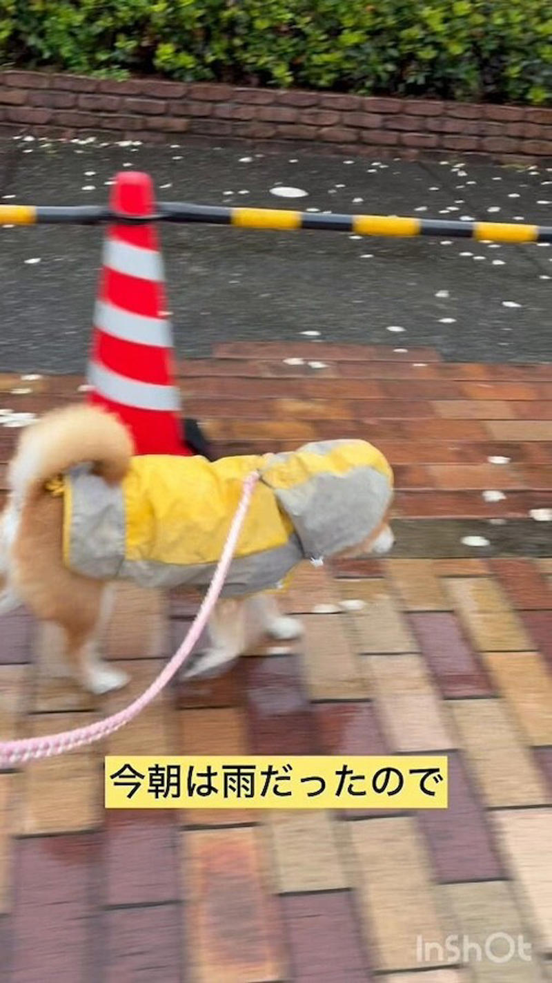 ニコニコが可愛いあの柴犬も「バリバリの柴気質」, 柴犬の「クセツヨ」を愛する柴飼いさんたち, SNSで見る「可愛い柴犬」と現実は違う, ニコニコが可愛いすずちゃんは「元繁殖犬」, 無理な繁殖は絶対やめて, いつかやってくるお別れの時まで