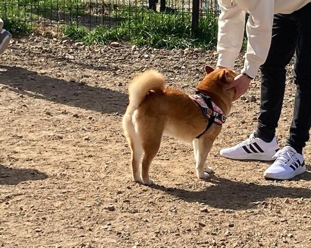 ニコニコが可愛いあの柴犬も「バリバリの柴気質」, 柴犬の「クセツヨ」を愛する柴飼いさんたち, SNSで見る「可愛い柴犬」と現実は違う, ニコニコが可愛いすずちゃんは「元繁殖犬」, 無理な繁殖は絶対やめて, いつかやってくるお別れの時まで