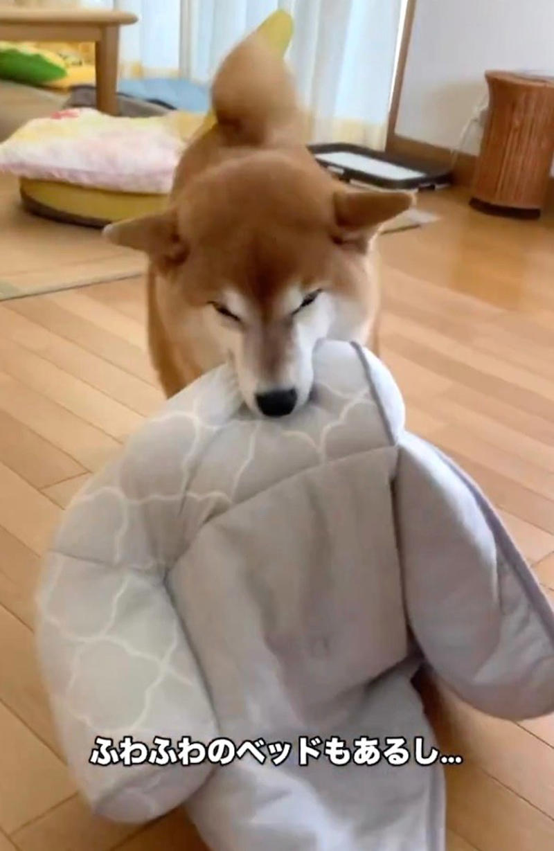 ニコニコが可愛いあの柴犬も「バリバリの柴気質」, 柴犬の「クセツヨ」を愛する柴飼いさんたち, SNSで見る「可愛い柴犬」と現実は違う, ニコニコが可愛いすずちゃんは「元繁殖犬」, 無理な繁殖は絶対やめて, いつかやってくるお別れの時まで