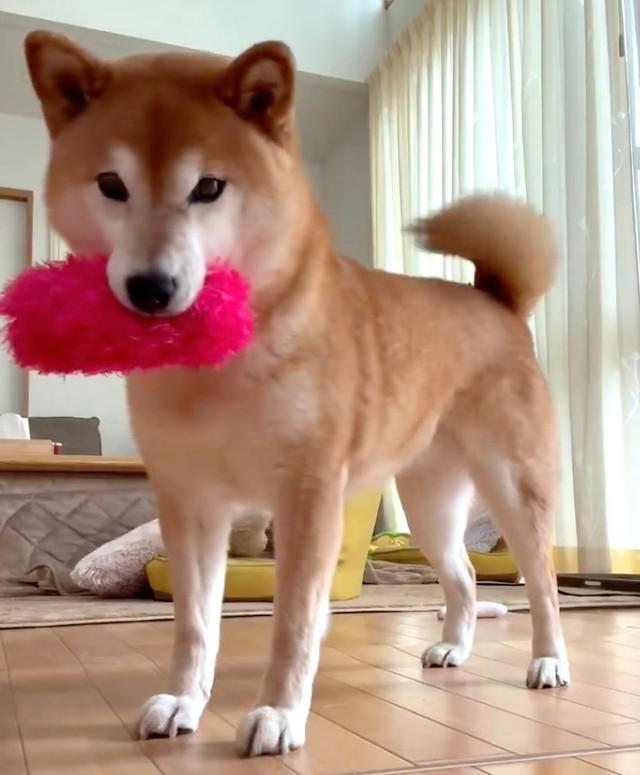ニコニコが可愛いあの柴犬も「バリバリの柴気質」, 柴犬の「クセツヨ」を愛する柴飼いさんたち, SNSで見る「可愛い柴犬」と現実は違う, ニコニコが可愛いすずちゃんは「元繁殖犬」, 無理な繁殖は絶対やめて, いつかやってくるお別れの時まで