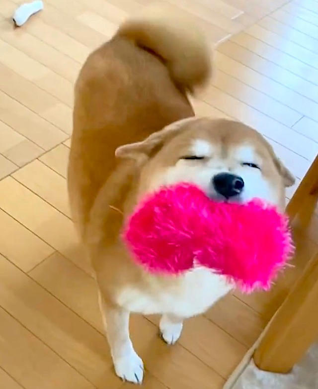 ニコニコが可愛いあの柴犬も「バリバリの柴気質」, 柴犬の「クセツヨ」を愛する柴飼いさんたち, SNSで見る「可愛い柴犬」と現実は違う, ニコニコが可愛いすずちゃんは「元繁殖犬」, 無理な繁殖は絶対やめて, いつかやってくるお別れの時まで