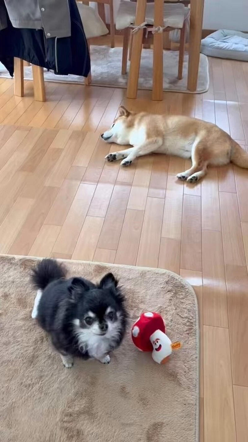 ニコニコが可愛いあの柴犬も「バリバリの柴気質」, 柴犬の「クセツヨ」を愛する柴飼いさんたち, SNSで見る「可愛い柴犬」と現実は違う, ニコニコが可愛いすずちゃんは「元繁殖犬」, 無理な繁殖は絶対やめて, いつかやってくるお別れの時まで